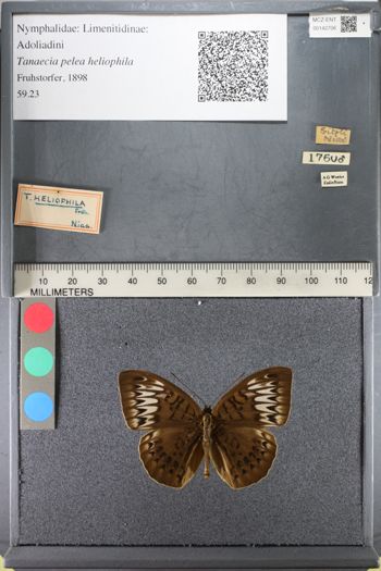 Media type: image;   Entomology 142706
